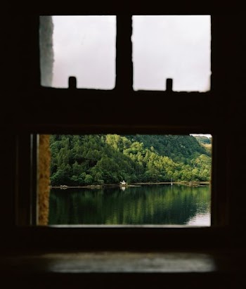 green trees near water view from window