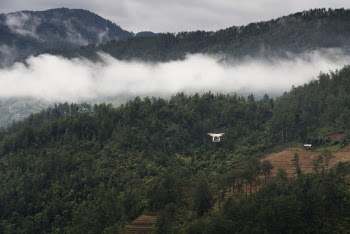 Green Trees Near White Clouded Smoke