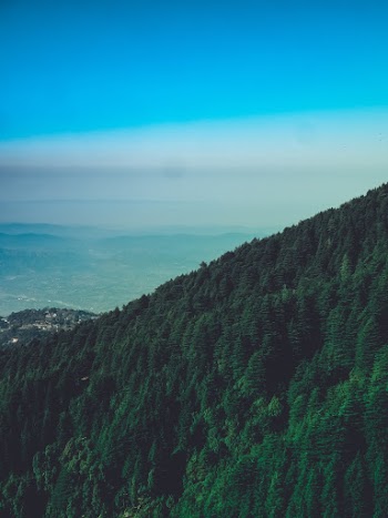 Green Trees On A Mountain