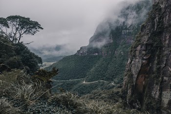 Green Trees on Cliff