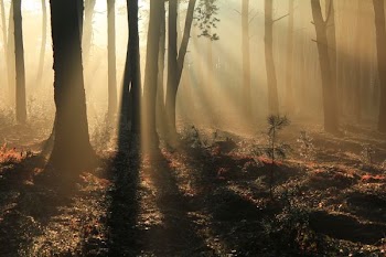 green trees on forest with sunray