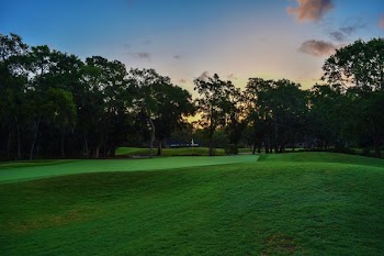 Green Trees on Green Grass