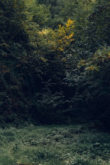 Green Trees on Green Grass Field · Free Stock Photo