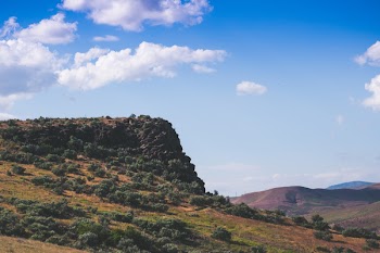 Green Trees on Hill