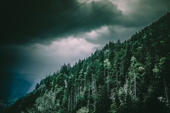 Green Trees On Mountain