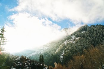 green trees on the mountain photography