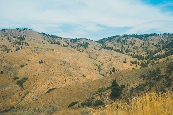 green trees over valley of mountains