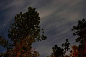 green trees photography during night time