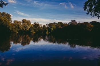 Green Trees Surrounding Body of Water