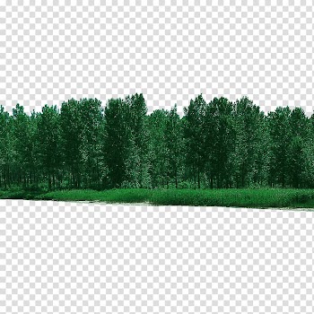 Green trees, Tree Forest, Forest forested transparent background PNG clipart