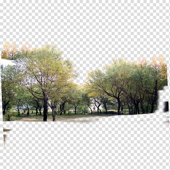 Green trees , Tree Forest Icon, forest transparent background PNG clipart