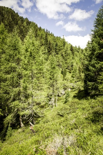 Green Trees Under Blue and Gray Sky