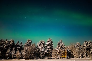 green trees under blue sky
