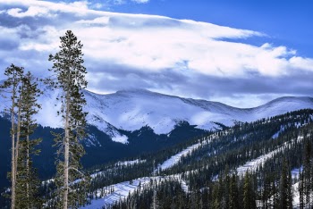 Green Trees Under Blue Sky and White Clouds