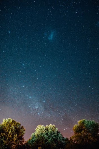 green trees under blue sky with stars