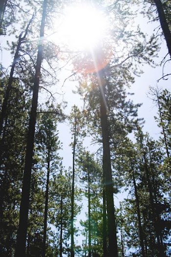 green trees under clear blue sky at daytime