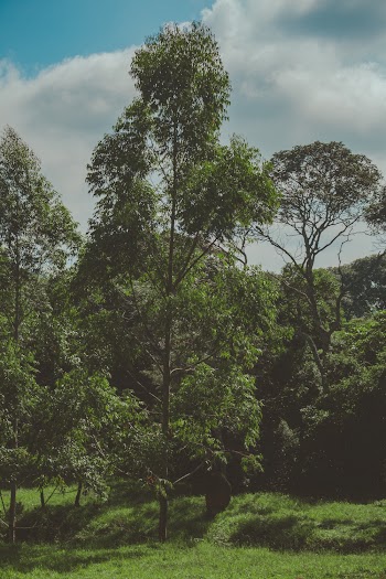 Green Trees Under Cloudy Sky