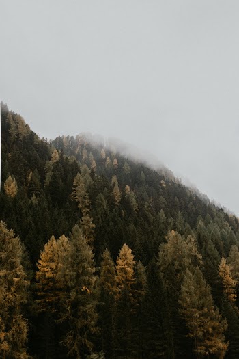 Green Trees Under Fog