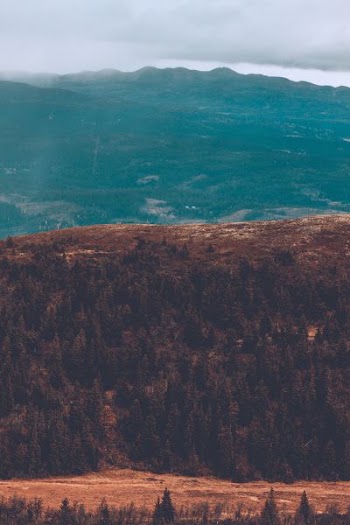 green trees under grey sky