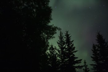 green trees under starry night