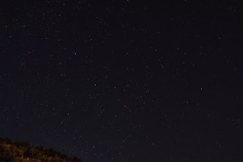 green trees under starry sky