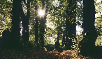 Green Trees Under Sunlight