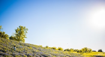 Green Trees Under White and Blue Sky