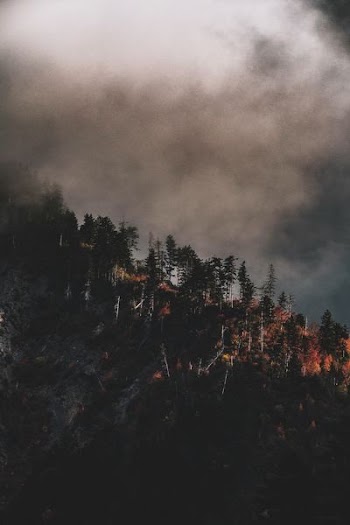 green trees under white clouds at daytime