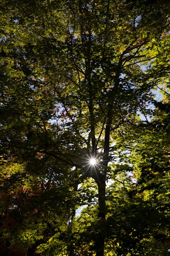 Green Trees Under White Sky