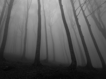 green trees with fog