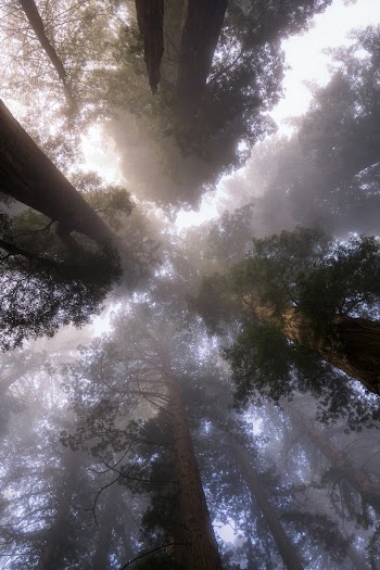 Green Trees With Fog