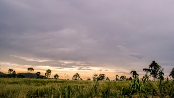 Green Trees With Grass during Daytime