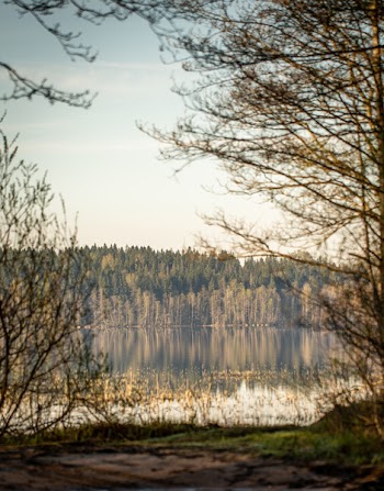 Green Trees With Lake at Daytime