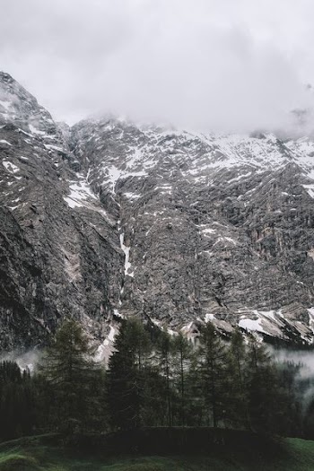 green trees with mountain range in vicinity