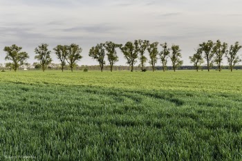 Green Tress and Green Grasses