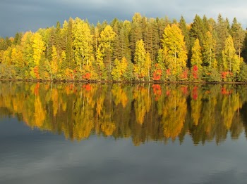Green Tress Near Body of Water