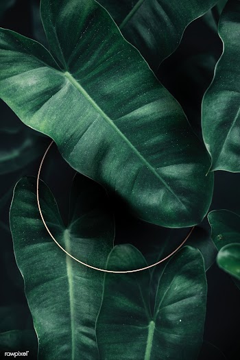 Green tropical background | Free stock psd mockup - 599725