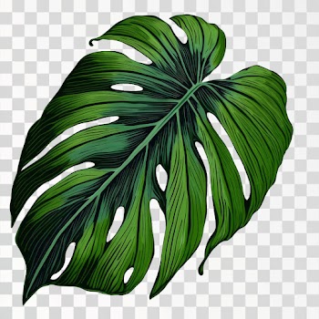 Green tropical leaves PNG transparent, Hand drawn illustration