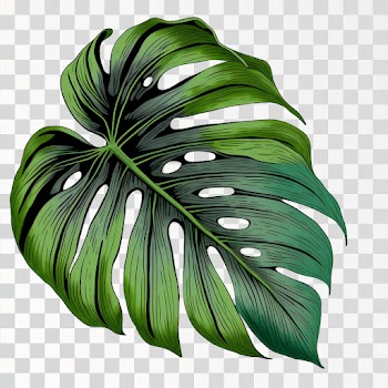 Green tropical leaves PNG transparent, Hand drawn illustration