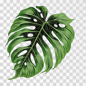Green tropical leaves PNG transparent, Hand drawn illustration