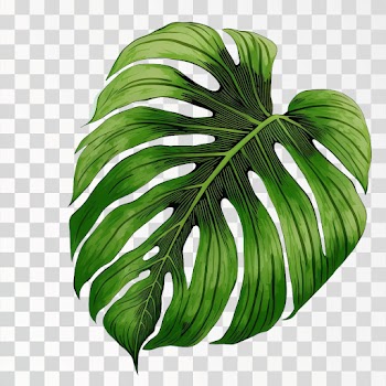 Green tropical leaves PNG transparent, Hand drawn illustration