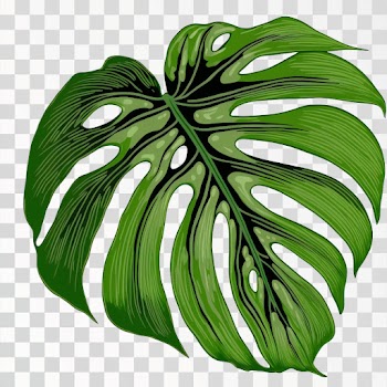 Green tropical leaves PNG transparent, Hand drawn illustration