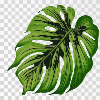 Green tropical leaves PNG transparent, Hand drawn illustration