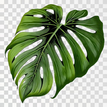 Green tropical leaves PNG transparent, Hand drawn illustration