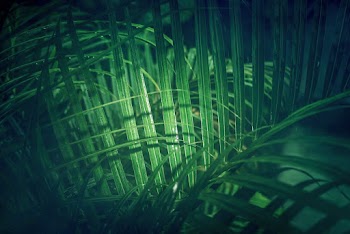 Green tropical palm tree leaves