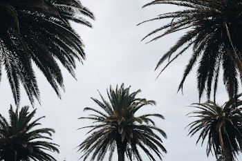 Green Tropical Trees Photography
