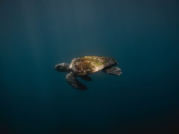 green turtle swim down