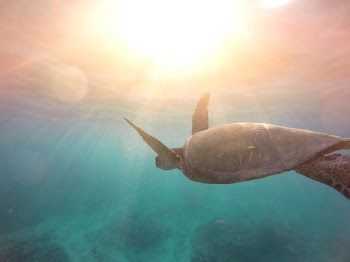 green turtle swimming on ocean