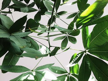 Green Umbrella Plant