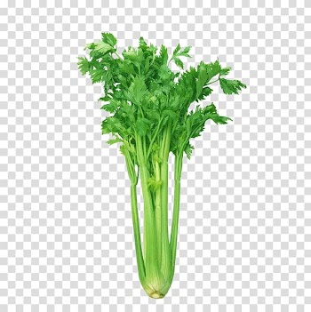 Green vegetable illustration, Celeriac Leaf celery Organic food Vegetable Health, Vegetables sketch,celery transparent background PNG clipart